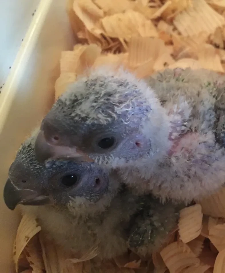 Baby parrots cuddling in nest
