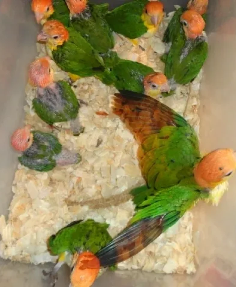 Colorful parrots resting on wood shavings
